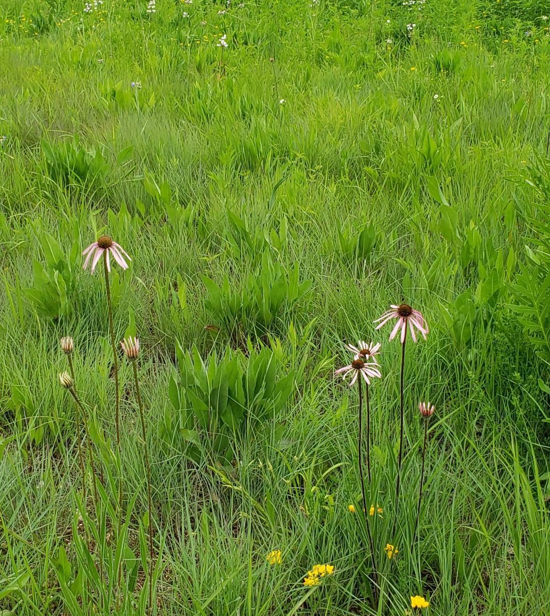 Projects Native Prairie Solutions Llc